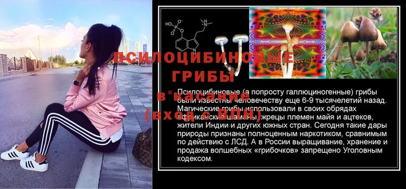 Галлюциногенные грибы MAGIC MUSHROOMS  hydra как зайти  Очёр 